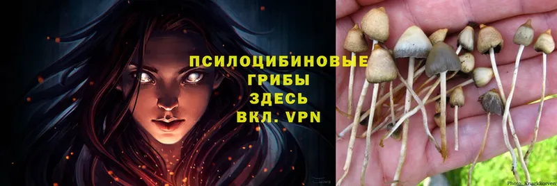 Галлюциногенные грибы Psilocybe  Долинск 